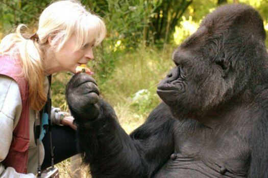 Koko, el gorila y la Dra. Penny Patterson.
 / Gorilla Foundation