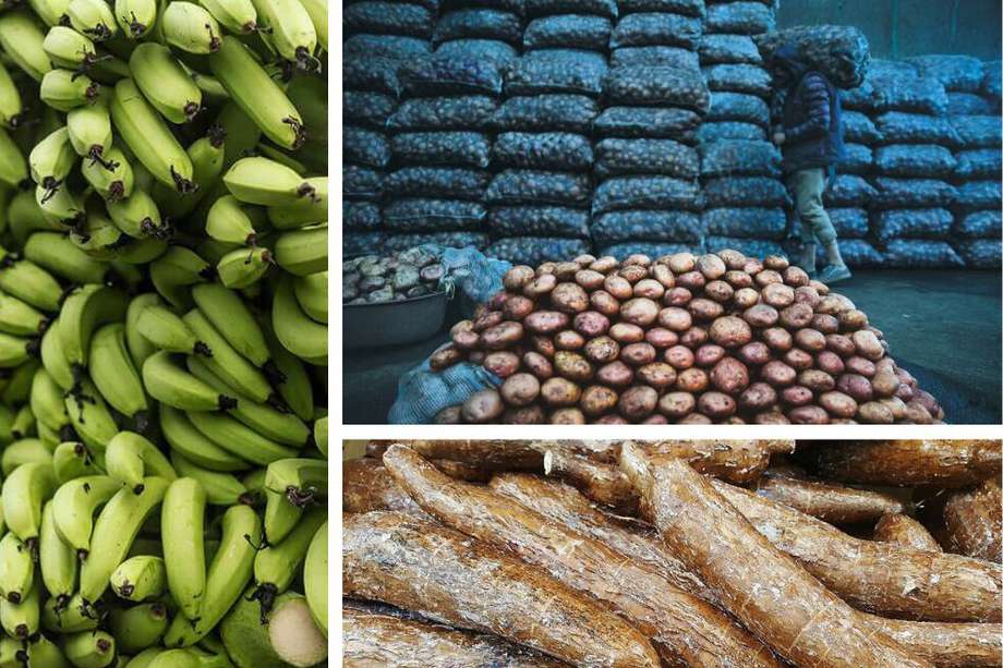 La papa, el plátano y la yuca son los alimentos con mayores incrementos de precios, durante un año.