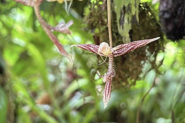 Así es la nueva especie de orquídea que descubrieron en Buenaventura