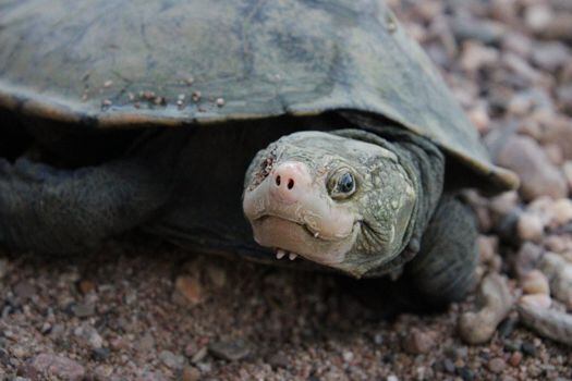 El ADN ambiental (eDNA) ha ayudado a redescubrir la tortuga de Irwin en la parte baja del río Burdekin por primera vez en más de 25 años. FOTO: Lorelle McShane