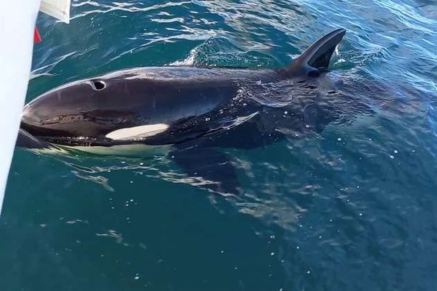 Los supuestos “ataques” por parte de orcas a barcos en España pueden ser un simple juego