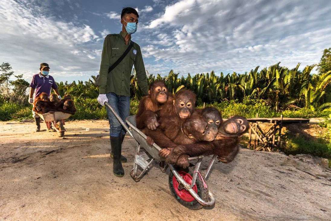 Un grupo de micos en una carretilla, capturada por Robert Marc Lehmann, fue el subcampeón de categoría especial. Lehmann llamó a su imagen "Autobús escolar".