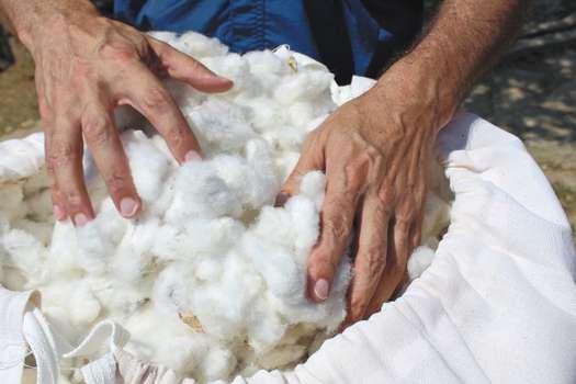 La primera cosecha de algodón orgánico con éxito comercial se logró en Ciénaga, Magdalena, en un centro de investigación de Prosierra. / Fotos: Cortesía FAO.