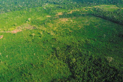 Colombia pierde cada año más de 150.000 hectáreas de bosque. 