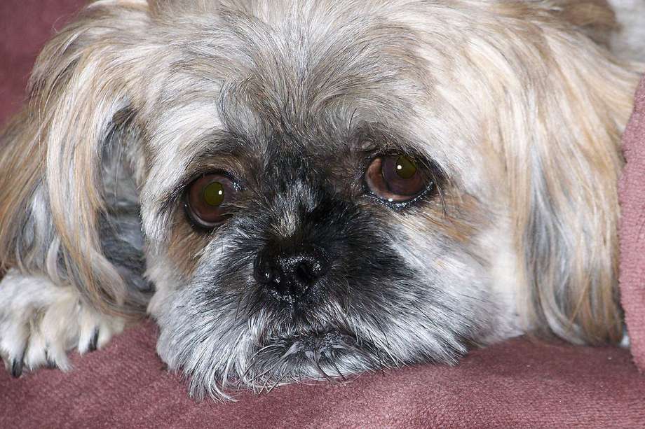 (Imagen de referencia) / Dano, un perro de raza shih tzu, fue abandonado por sus dueños en una veterinaria. 