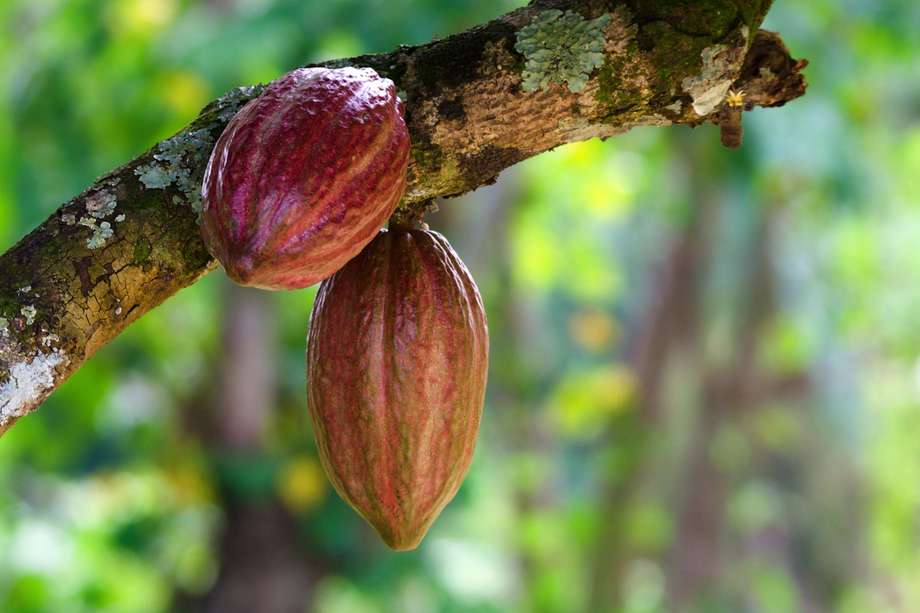 Colombia produce cerca de 60.000 toneladas anuales de cacao.