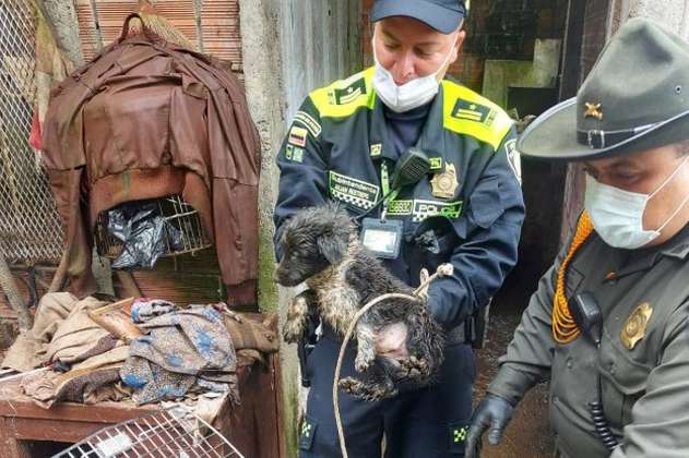 Rescatan 19 animales en malas condiciones en la vereda Mateguadua, en Manizales