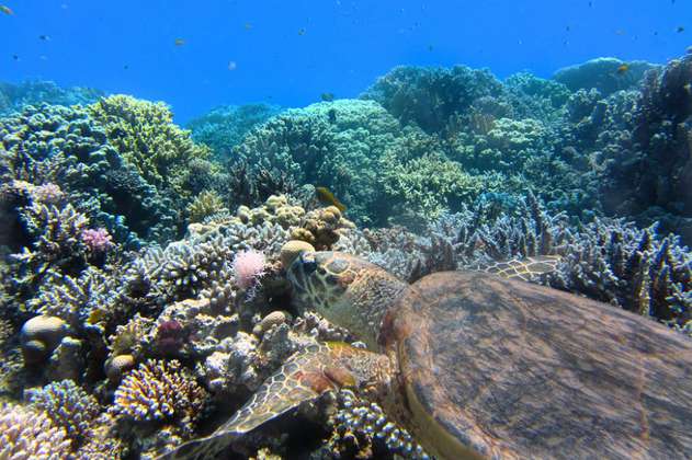 Cuba siembra coral en sus fondos marinos para repoblar arrecifes