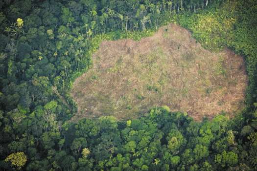 El estudio revela que el 96 % de la pérdida de bosque en la Amazonia colombiana se da en Caquetá, Meta y Guaviare (18,8 %).  / Cortesía César Martínez