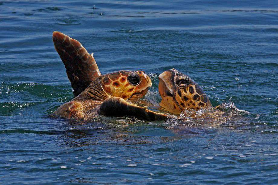 Imagen de referencia de dos tortugas bobas.