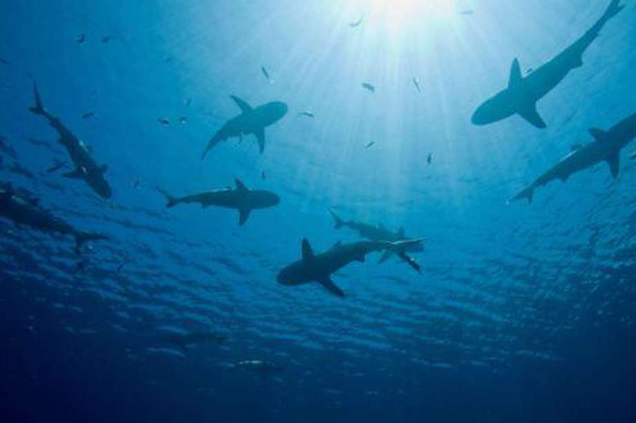 Imagen de referencia de un cardumen de tiburones. 