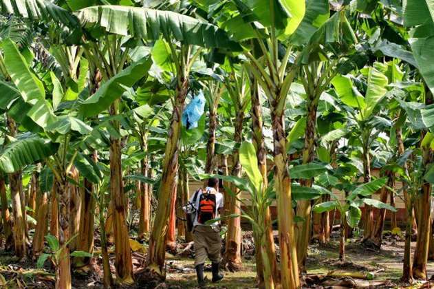 Tribunal Superior de Antioquia pide investigar a empresarios bananeros del Urabá antioqueño