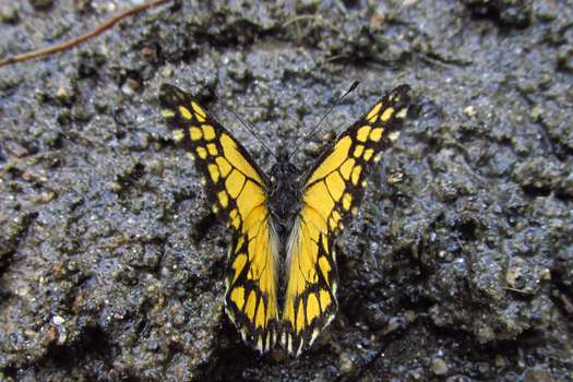La Catastica lycurgus es una mariposa endémica de la Sierra Nevada, que duró cien años perdida. Recientemente la volvieron a encontrar.