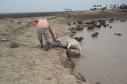 Se estima que 20 mil animales han muerto de sed en Paz de Ariporo (Casanare) / Wilson Durán Durán - Las Chivas del Llano
