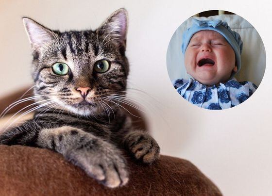 Las mil razones por las que es mejor tener un gato que un hijo: “Nunca defraudan”