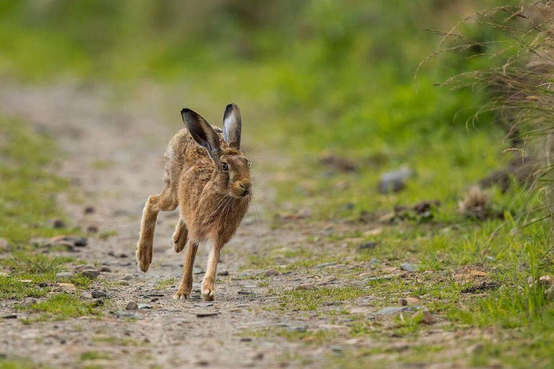 Precandidata: liebre corriendo