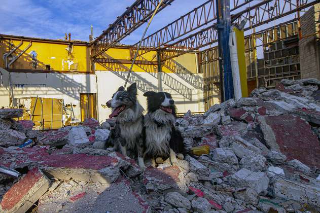 Entrenamiento de perros de rescate cobra popularidad en México debido a terremotos