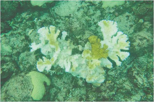 Blanqueamiento pone en riesgo los corales de San Andrés y Providencia