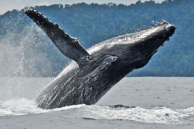 Colombia ahora puede escuchar mejor a las ballenas jorobadas