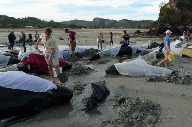 Cientos de ballenas murieron en una playa de Nueva Zelanda