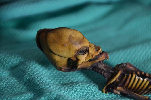 El esqueleto, al que se conoce con el nombre de “Ata” y fue descubierto en una bolsa de piel abandonada tras una iglesia en el chileno desierto de Atacama, en el año 2000. El misterio ha sido documentado en los noticieros chilenos por 15 años. / Emery Smith/ Universidad de Stanford