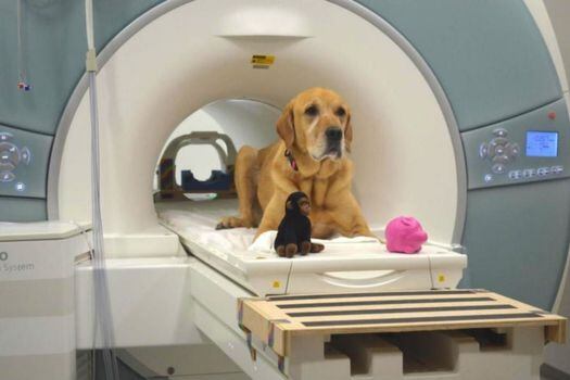 El estudio fue pionero en la utilización de imágenes cerebrales para probar cómo los caninos procesan las palabras. / GREGORY BERNS, EMORY UNIVERSITY