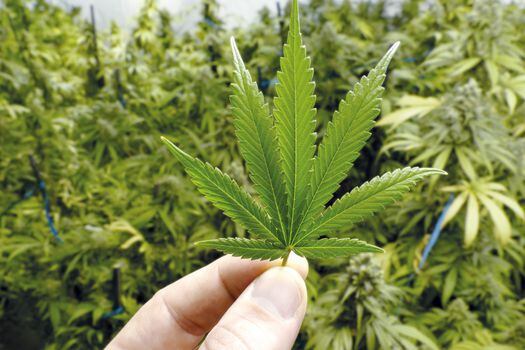  Cundinamarca es el departamento que más licencias industriales cuenta para el cultivo de cannabis de uso medicinal en el país.