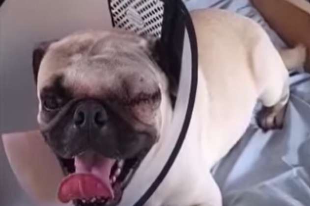 Perro que duró con su ojo por fuera durante tres días se recupera de cirugía