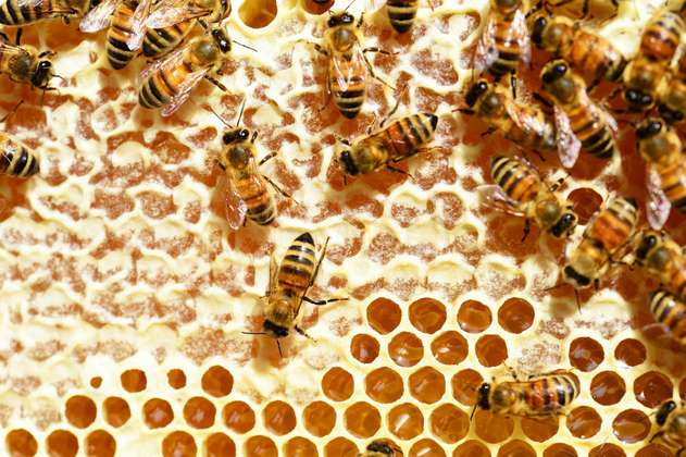 Una abeja obrera recorre 100 km diarios y otras curiosidades de estos insectos