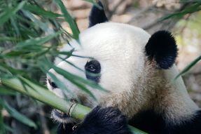 ¿Cuándo empezaron los pandas a comer bambú? Una investigación tendría la respuesta 