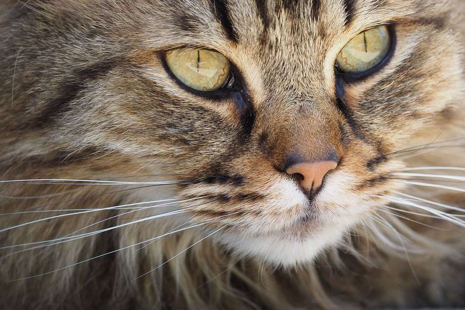 Los bigotes de los gatos funcionan como receptores táctiles, que tienen sensibilidad, por ejemplo, ante la dirección del viento y su velocidad. 