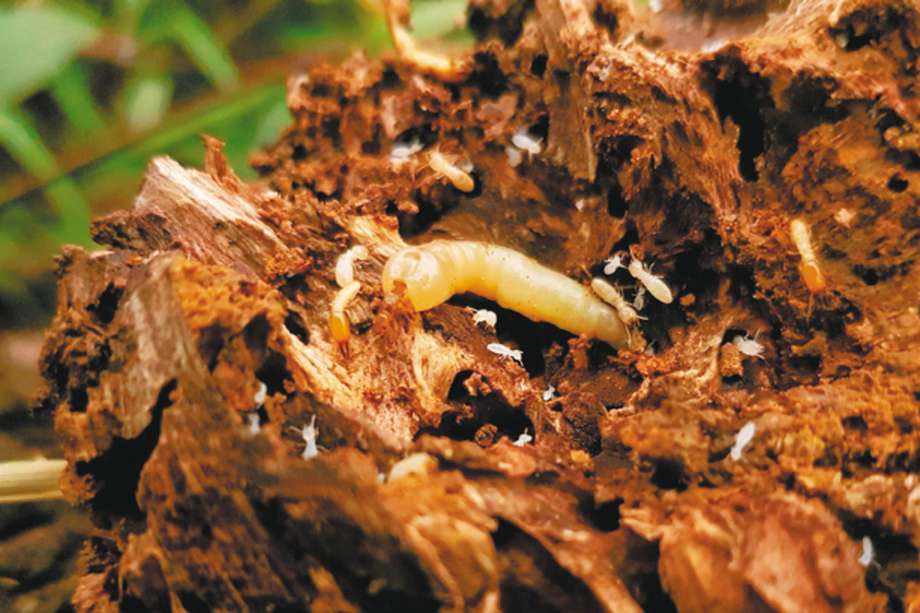 Solo el 4 % de las especies de termitas son plagas. / Daniel Castro - Sinchi.