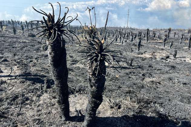 “Pueden estar vivos”: algunos frailejones afectados por incendios en Santander podrían salvarse
