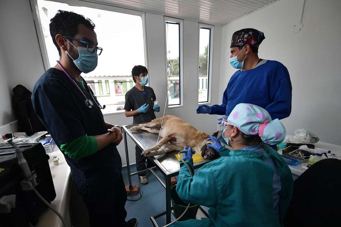 Un grupo de cuatro veterinarios opera a un perro