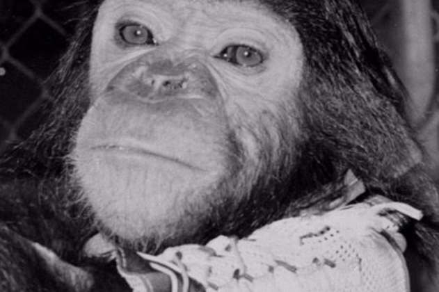 Se cumplen 60 años del viaje de Enos, el chimpancé que fue lanzado al espacio
