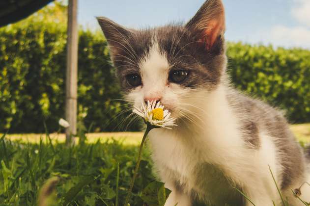 4 razas de gatos pequeños y adorables que te encantarán