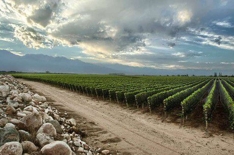 Las plantaciones de Malbec llevan la delantera en Altamira, pero la presencia de Cabernet Franc actúa como solista o como acompañante perfecto en las mezclas.