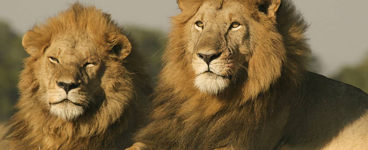 Soñar con leones: descubre su desafiante significado