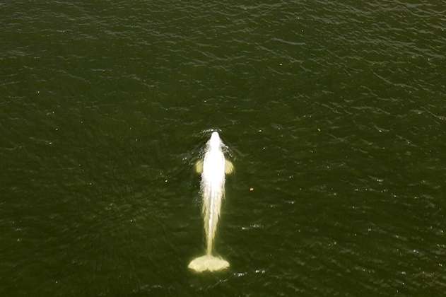 Aplicaron eutanasia a ballena beluga que se extravió en el río Sena, en Francia