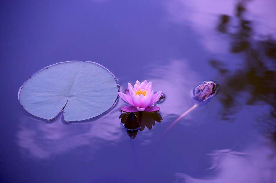 La Flor de loto también es conocida como loto sagrado, loto indio o rosa del Nilo.