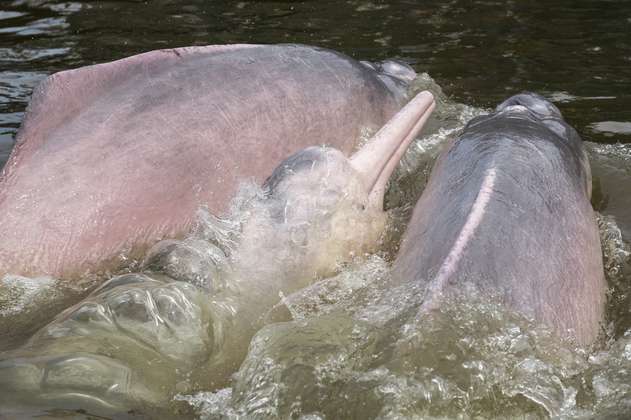Galeria: minería y deforestación, amenazas para los delfines rosados del Amazonas