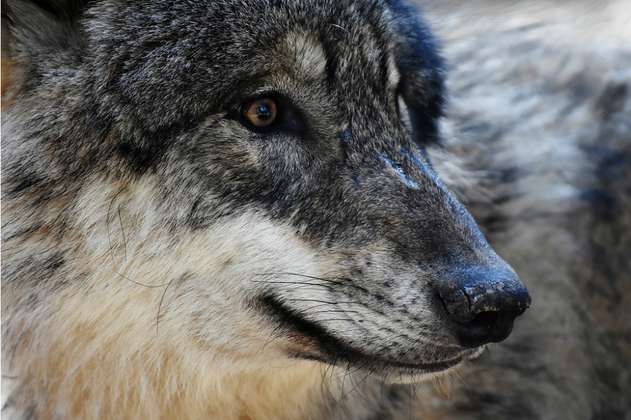 Ofrecen millonaria recompensa por información sobre ataque a lobo en parque de EE.UU.