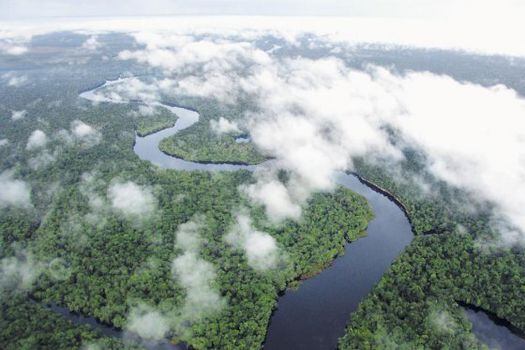 Noruega recortará drásticamente su ayuda a protección de la selva amazónica