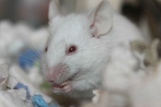 Científicos de Estados Unidos han creado por primera vez una señal eléctrica percibida como un olor por el cerebro de los ratones, a pesar de que el olor no exista.