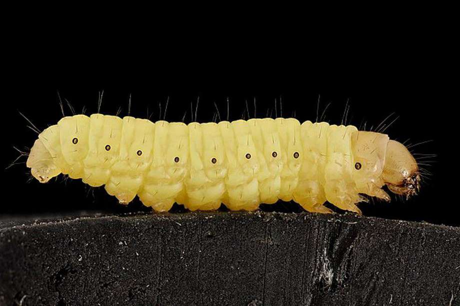 Imagen referencia - el gusano de cera son las larvas de oruga de las polillas de la cera.