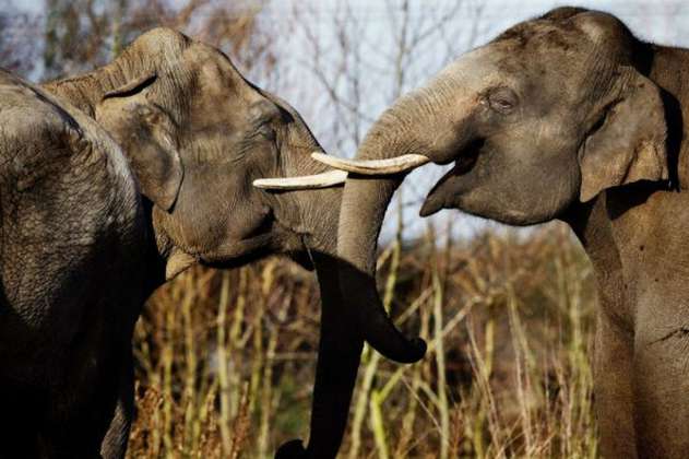 Ataques de elefantes o de tigres dejan un muerto diario en India