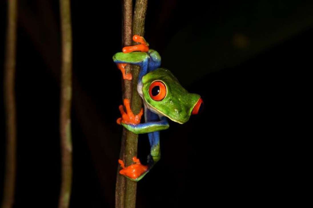 En Sarapiquí, Costa Rica, "aferrada a una delgada rama, la rana arborícola de ojos rojos llama a su pareja iluminada en vívidos tonos rojos, azules y verdes contra la oscura cubierta negra de la noche".