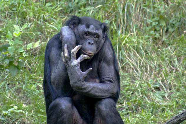Los bonobos también tienen parteras