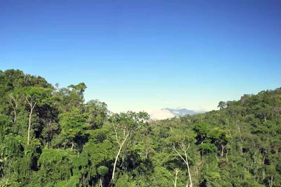 Un corredor natural para proteger a los pumas en Antioquia