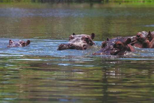 Los científicos explicaron que hipopótamos no hacen parte de los ecosistemas locales del país y podrían causar daños en su hábitat acuática. 